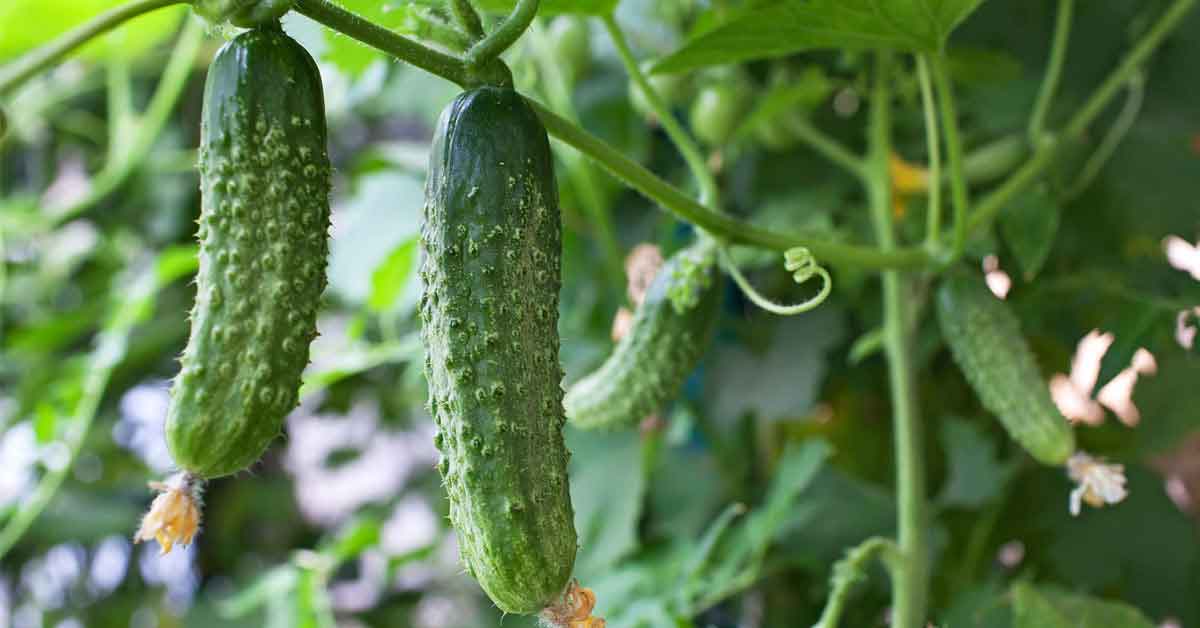 Lockdown Has Ruined Us, Say Cucumber Farmers