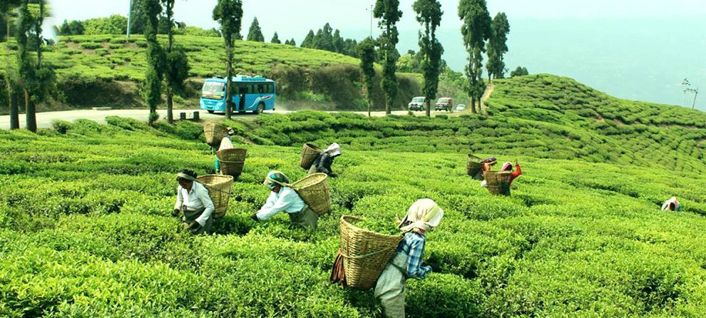 Lockdown Results In Huge Loss To Tea Estate