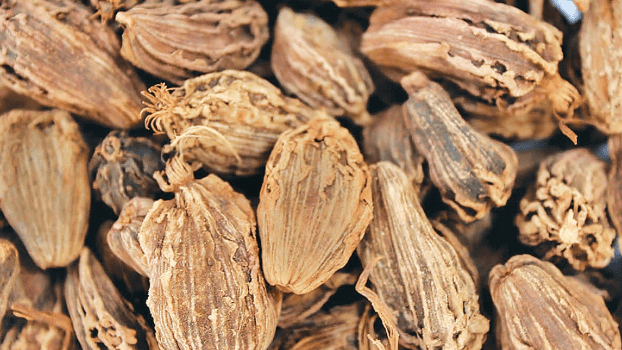 Declining Cardamom Price Dejects Farmers