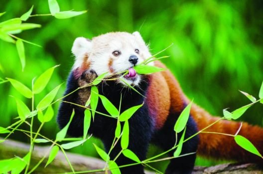 Budget Rs 7.8 Million Allocated For Conserving Endangered Red Panda