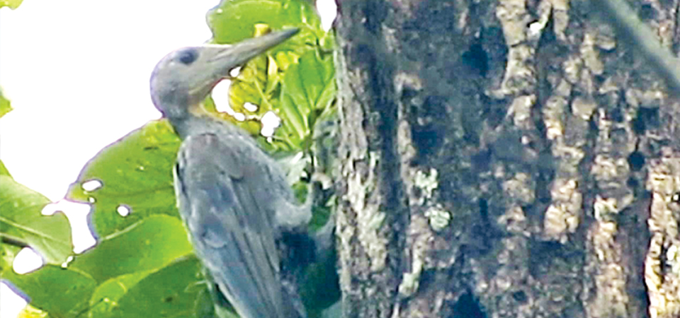 Forest Management Disrupts Habitat Of Rare Birds