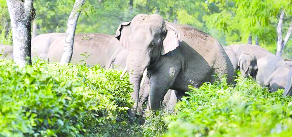 Premature Death Of Elephant Raises Concerns At CNP