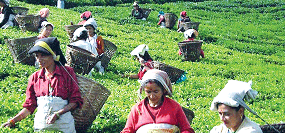 Nepal’s Tea Export Up