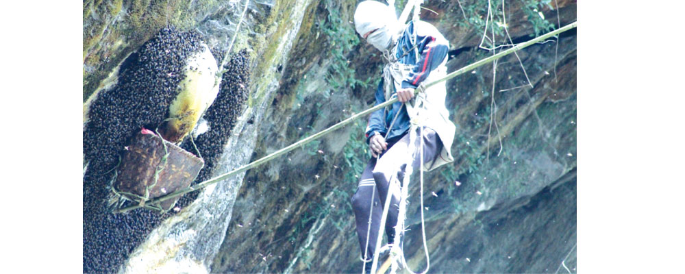 Selling cliff-bee honey to pay teachers’ salary