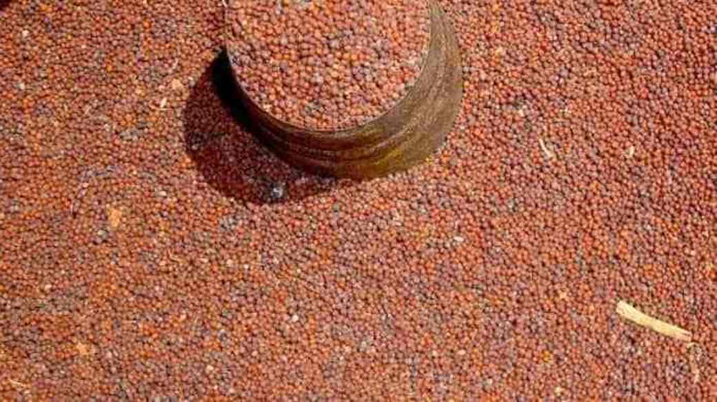 Country imports millet worth Rs 510 million from India