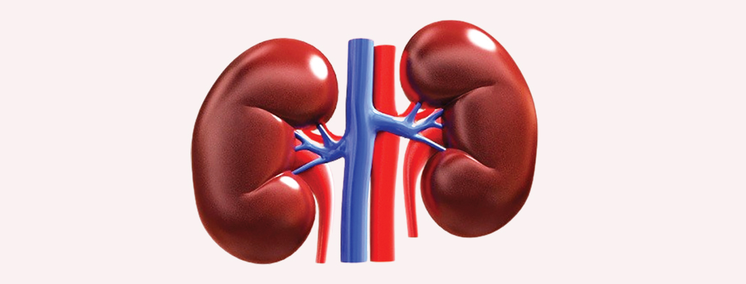 Human Organ Transplant Centre conducts 1,200 kidney transplants in 11 years